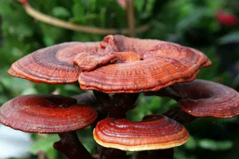 ganoderma